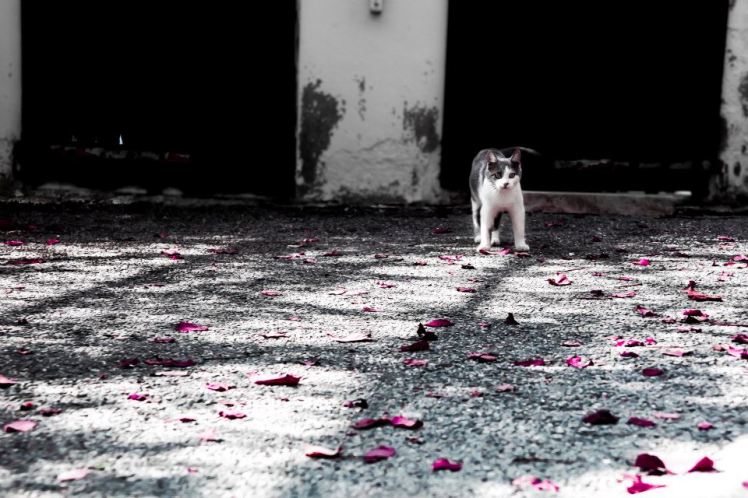 fotografando_scuola_fotografia_veronica_croccia_autunno_2016_pisa_pontedera_montopoli